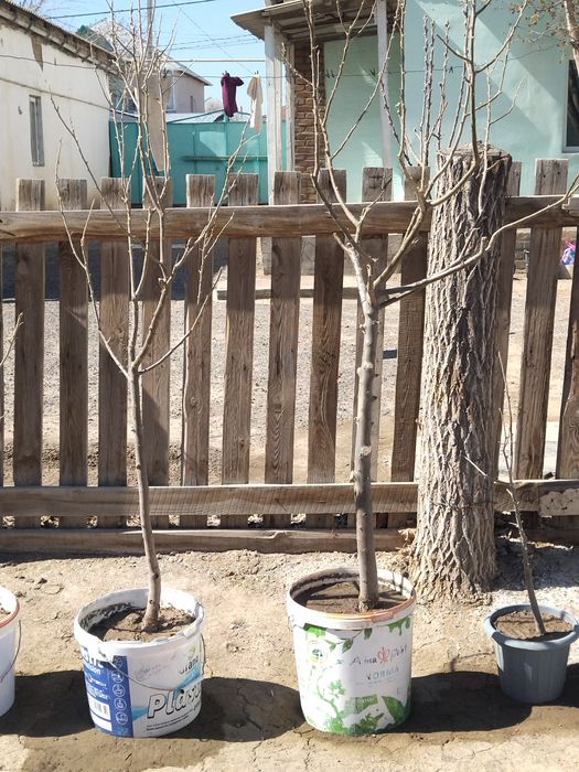 Жиде кошет Букарски жиде.1-2-3-жылдык.1-2-3-жылдык.