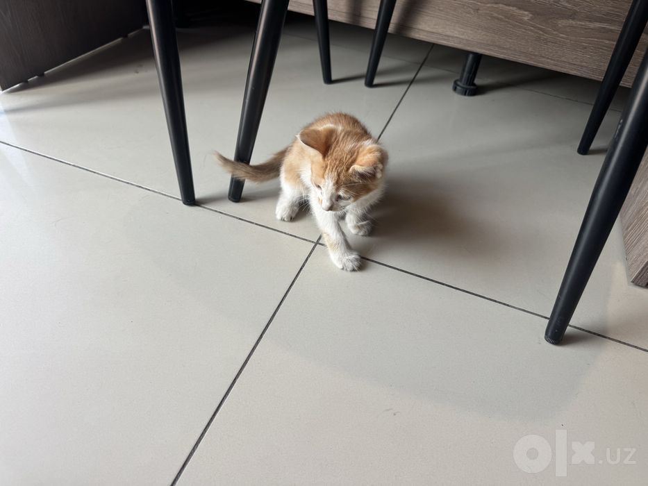 Отдам котенка в добрые руки БЕСПЛАТНО!