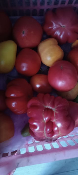 Продам помидоры дачные