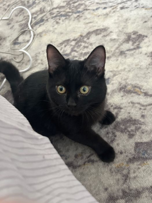 Отдам кошку Алматы