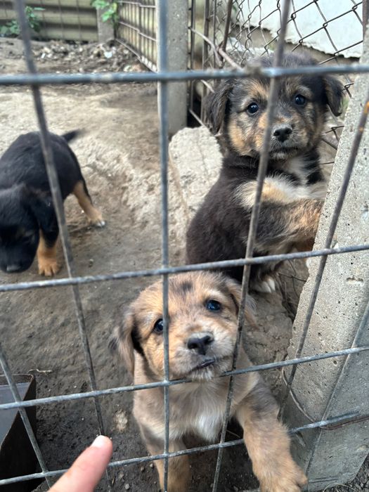 Caini spre adopție