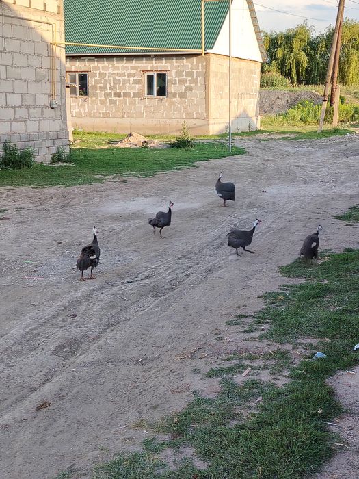 Продам. Цысарок  бодрых