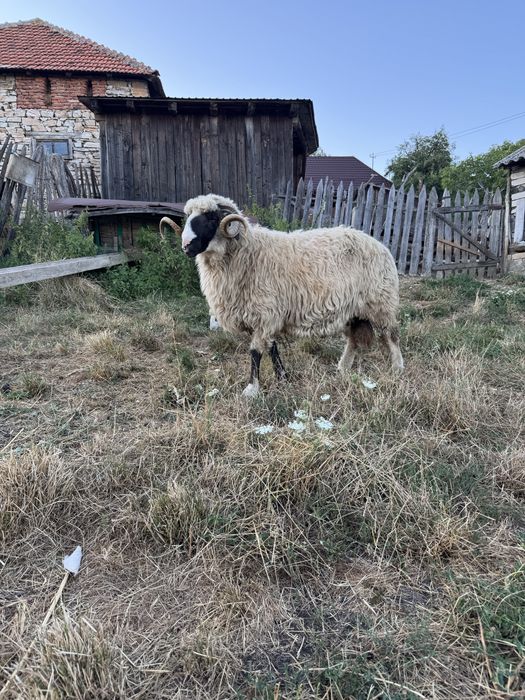 de vanzare doi berbeci si o mioara