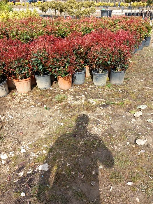 Mesteacăn cu coja alba tei fhotinia red robin