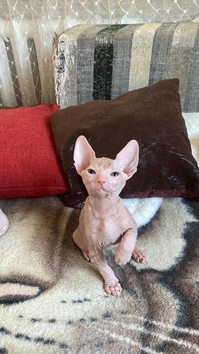 Продам котенка сфинкса. 1 мальчик. Котёнку  1,5 месяца
