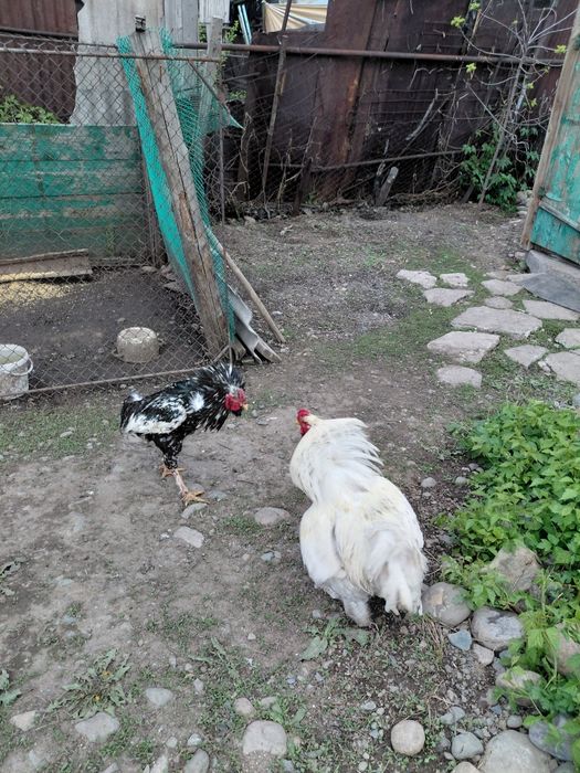 Продам петуха брама