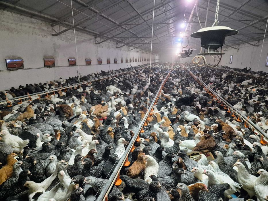 Puicute Ouatoare 16-17 saptamani