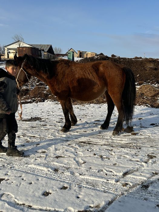 Бие сауын сауын бие кобала буаз бие