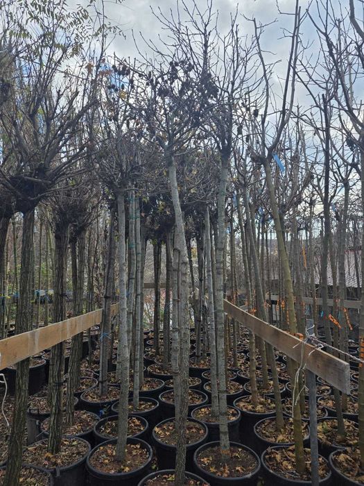 Mesteacan Alb de Diferite Dimensiuni