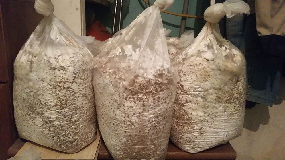 Продам мицелий, грибов вешенок.
