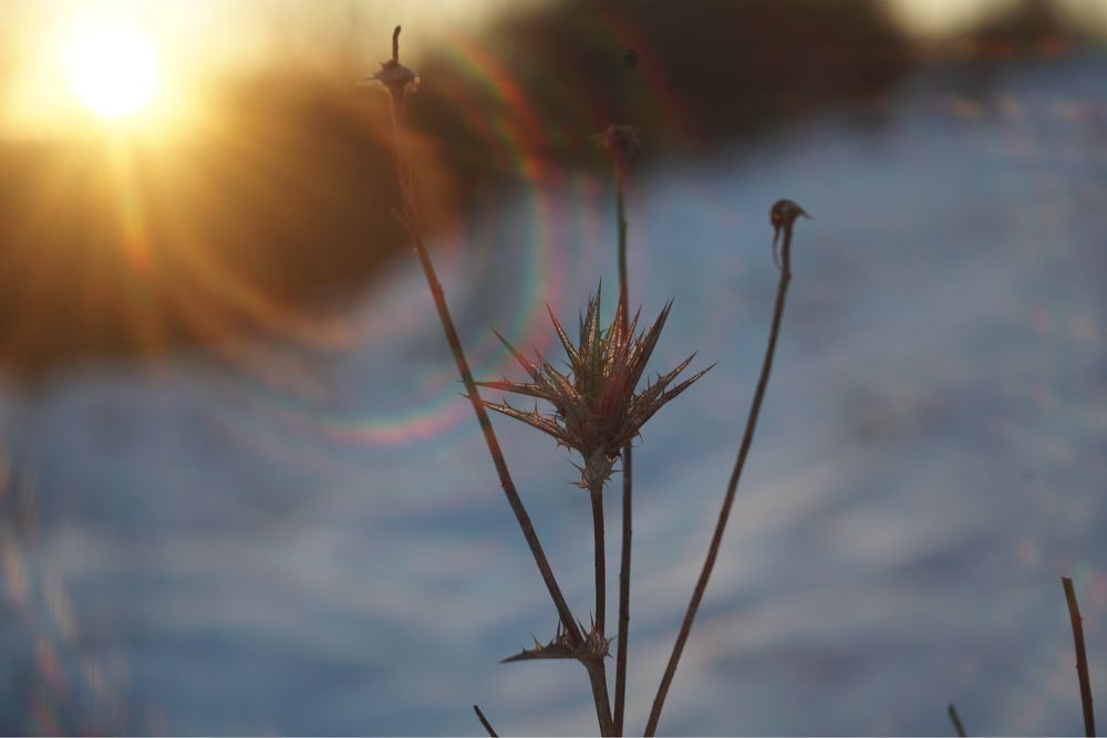 Зенит -Е с Индустар 50-2 3,5