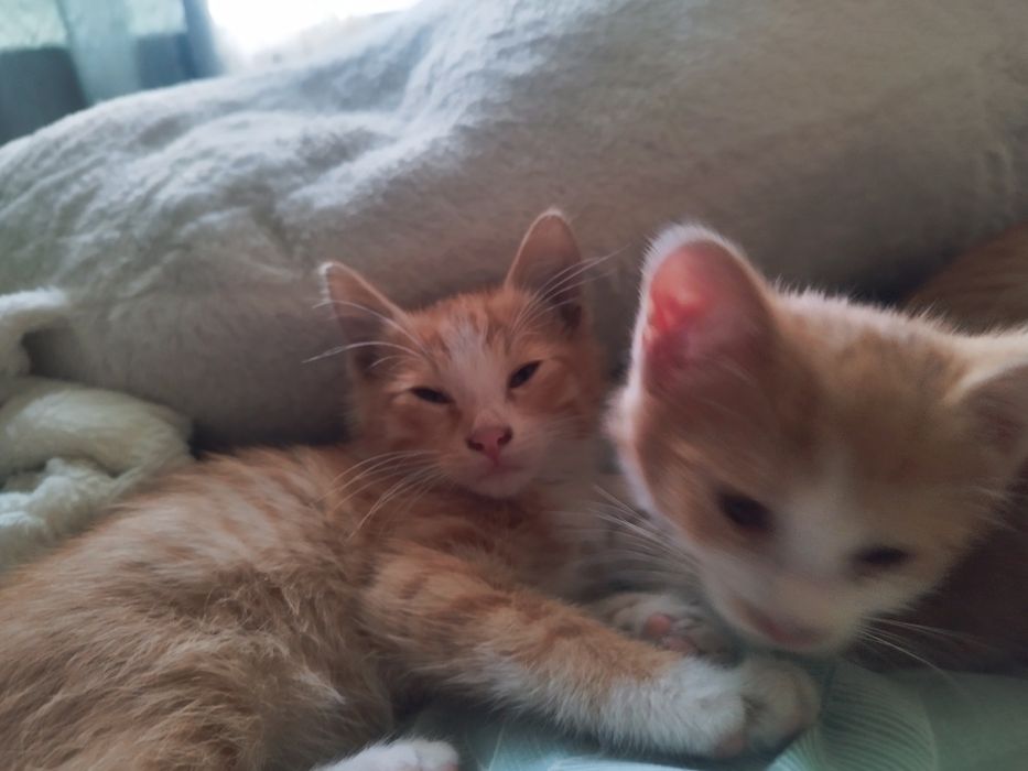 Отдаю котят, очень хорошие и милые