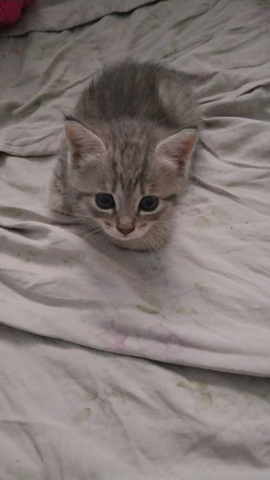 Скоттиш-страйт котята 1.5 мес
