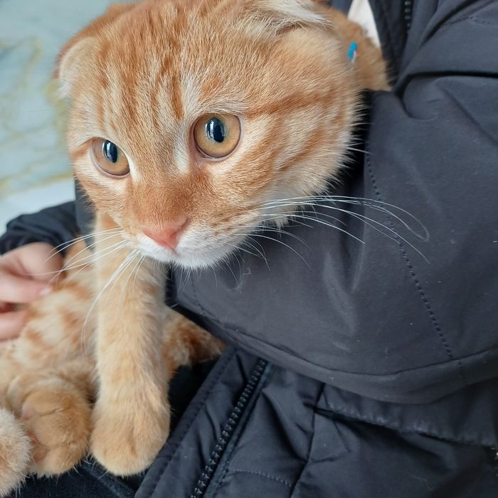 Кошка скоттиш фолд мальчик 5 месяце