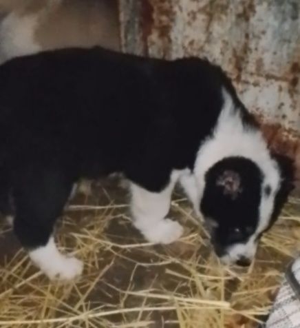 Еркек кушык төбет