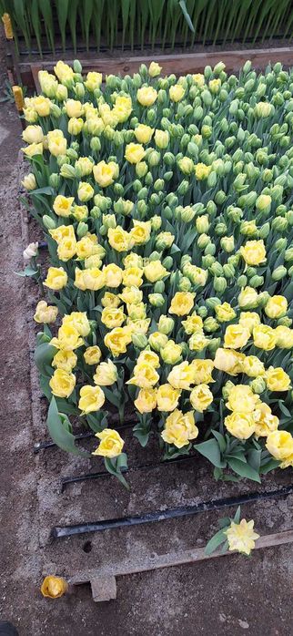 Голландские тюльпаны. Оптом и в розницу..