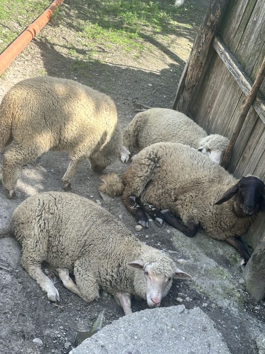 Oi merinos de palas de vanzare