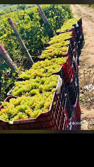 Vând struguri de vin transport gratuit in toată țara