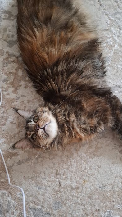 Продам кошку мейн куна