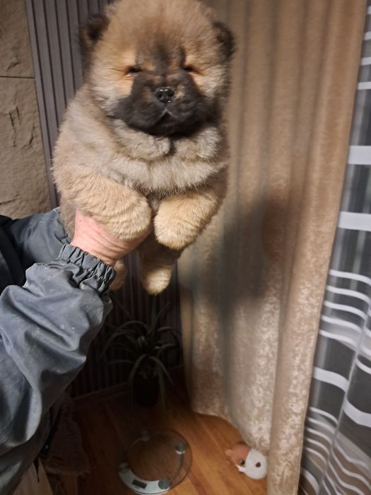 Продавам чау чау