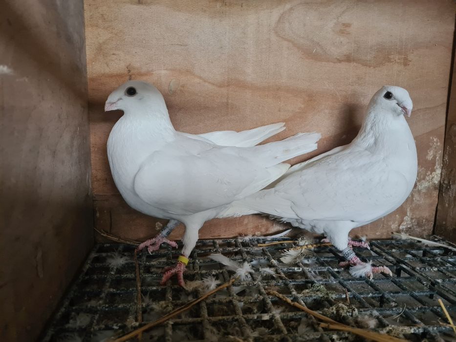 Pereche porumbei voiajori Albi 2025