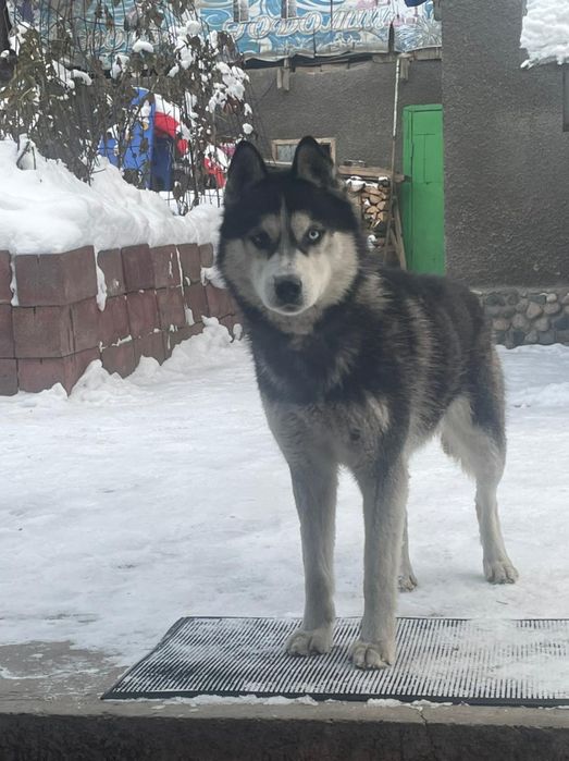 Вязка Хаски,отличный кабель!