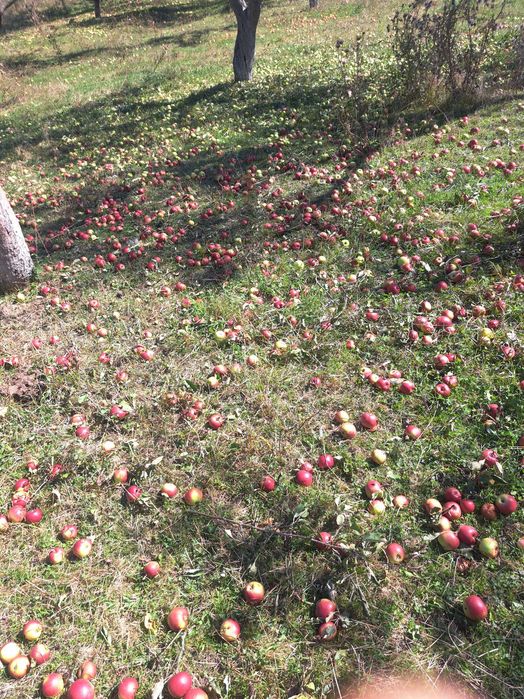 Mere pentru suc si tuica .Localitatea Dorolea jud BISTRITA-NASAUD