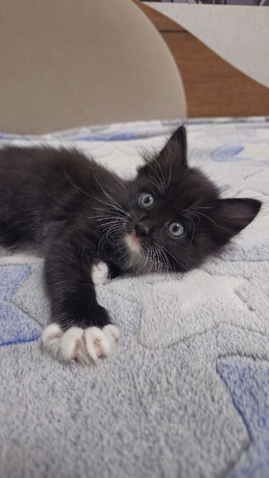 Котята ищут семью