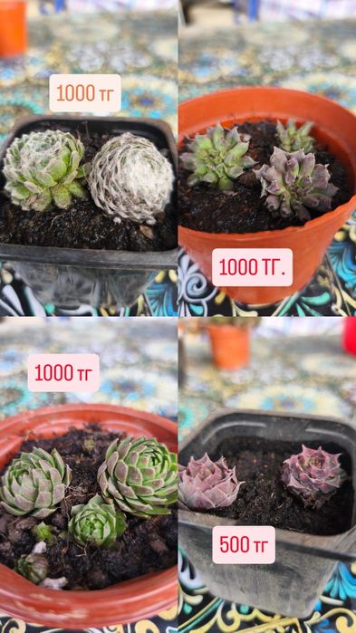Продам суккуленты садовые.