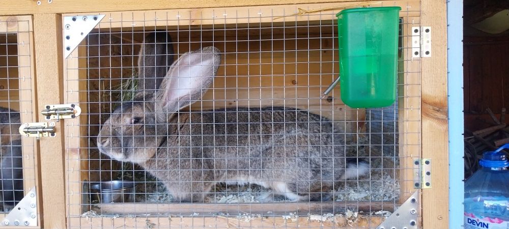 Зайци  за разплод