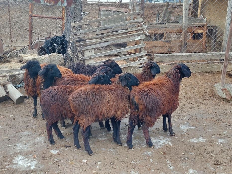 Ургашы токтылар сатылады