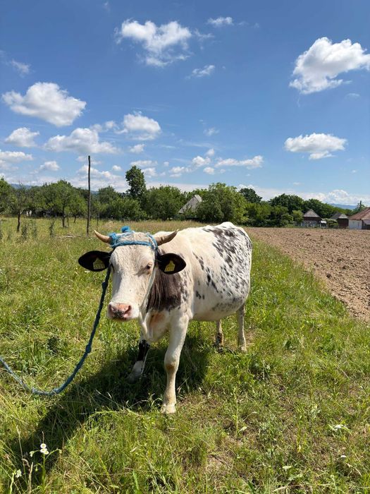 Animale domestice  vaci și vitel