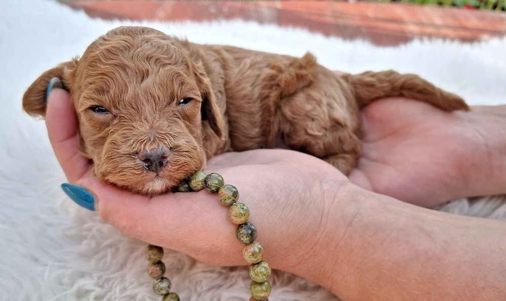 Pudel toy red cu pedigree