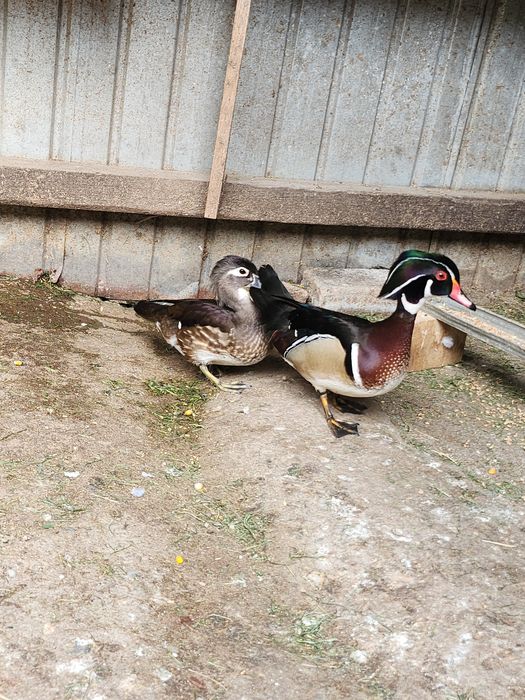 Rațe Caroline pereche