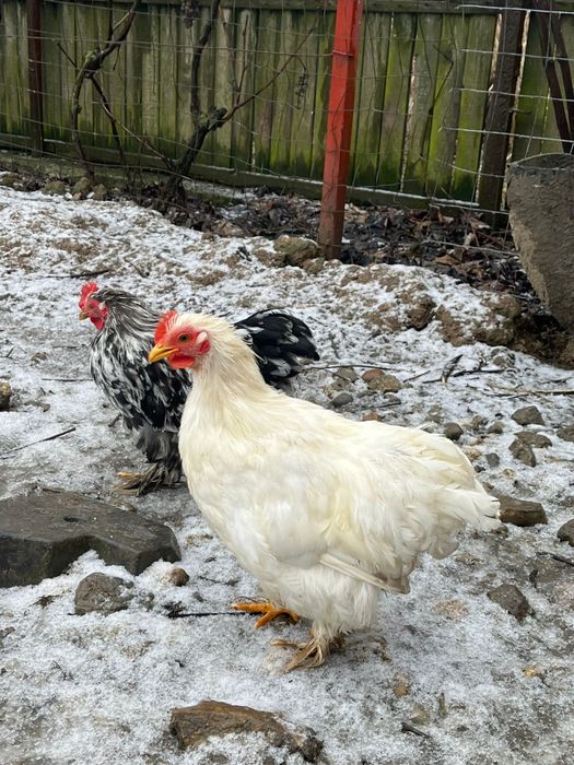 Vând cochinchina pitic