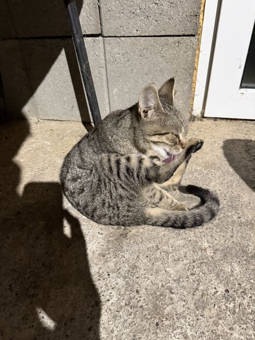 Donez 3 pui de pisică găsiți / căutăm stăpân urgent