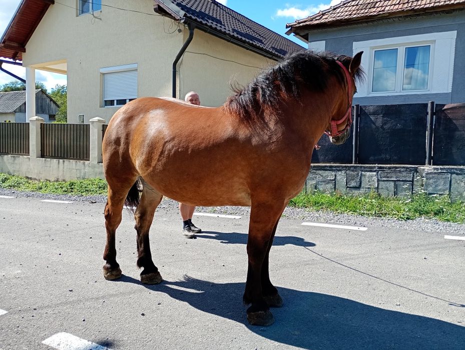 Iapa de cinci ani, de vanzare, foarte blanda