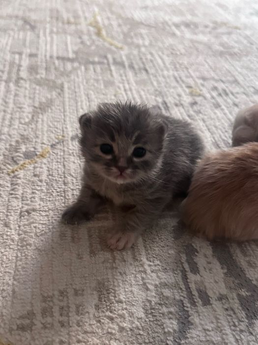 Срочно продаются красивые котята