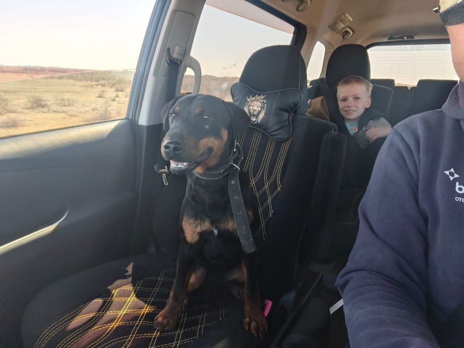 Охотничья собака, Ягтерьер