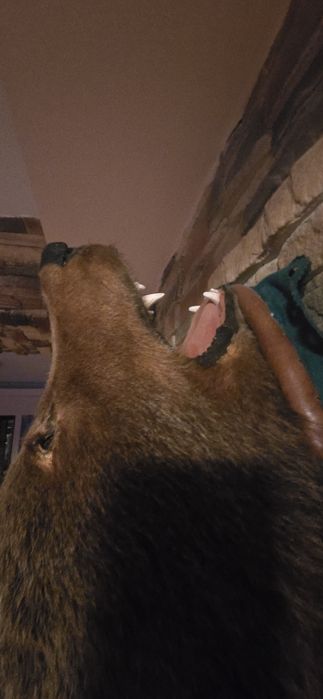 Vand Trofeu Urs brun