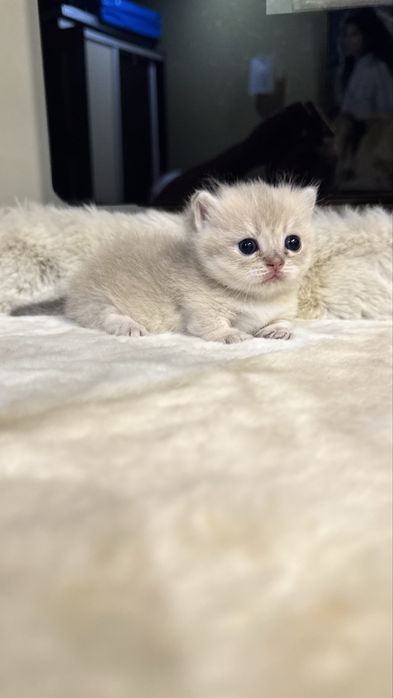 Munchkin манчкин