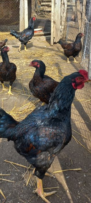 Vand cocosi combatant indian talie mare