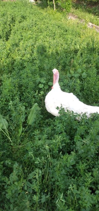 Kurka xoroz 8 kilogram jivoy ves