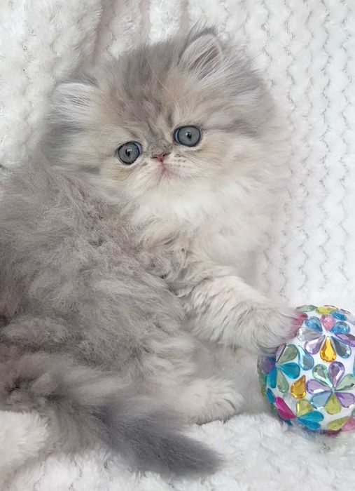 pisica persana chinchilla cu pedigree