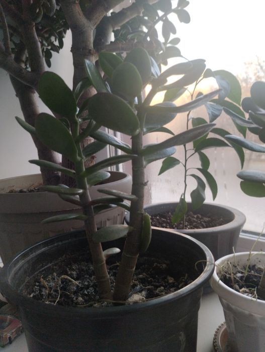 Комнатные цветы ( денежное дерево)