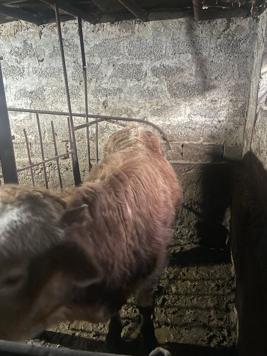 Buqa sotilad srochna