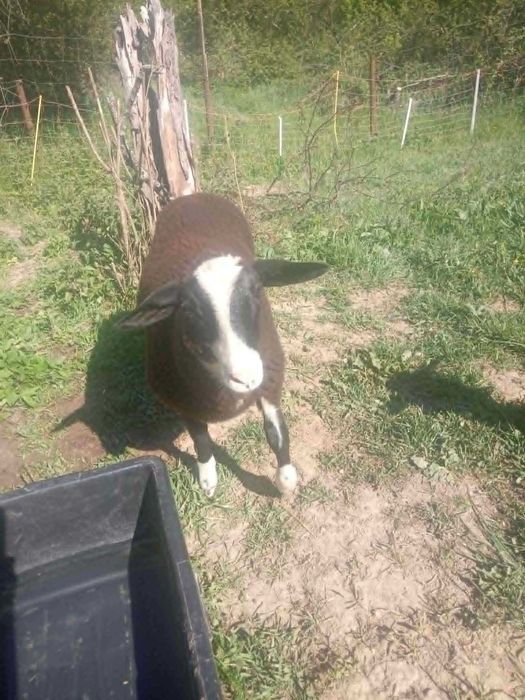 Berbec Friza germană, în vârstă de 3,5 luni.