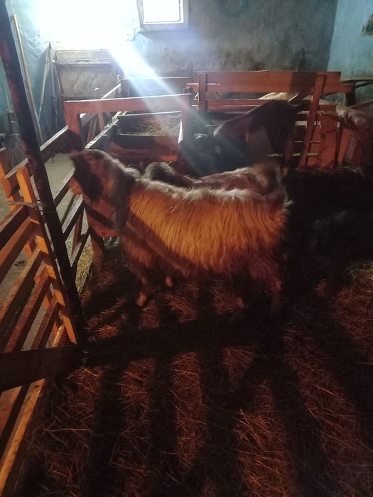 Capră carpatină cu ied