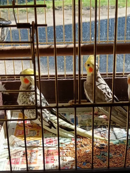 Продавам папагали Корела