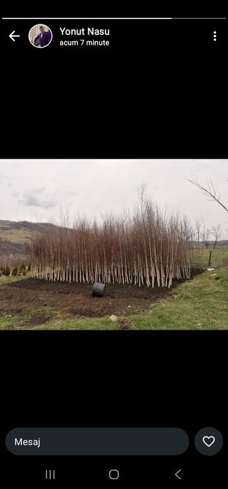 Copaci ornamentali 3-5m oferim transport gratuit